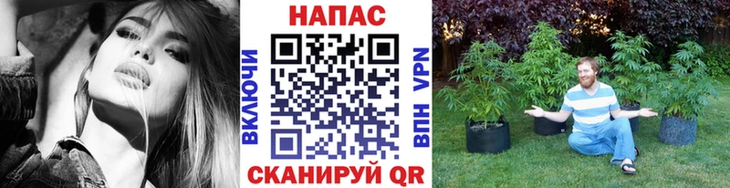 Каннабис план  Кохма 